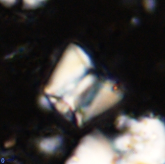 Zeugrhabdotus cooperi 33187