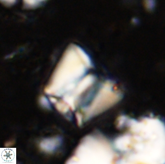 Zeugrhabdotus cooperi 33187