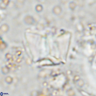 Zeugrhabdotus cooperi 33188