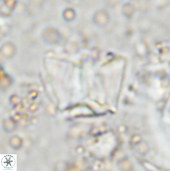 Zeugrhabdotus cooperi 33188