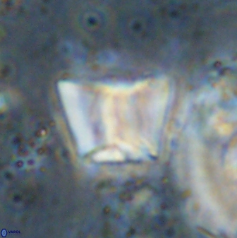 Zeugrhabdotus cooperi 33190
