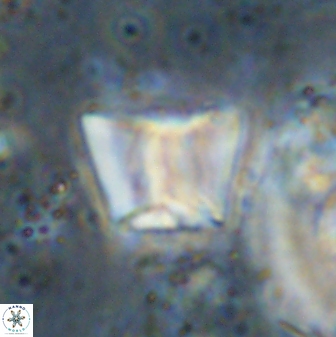 Zeugrhabdotus cooperi 33190