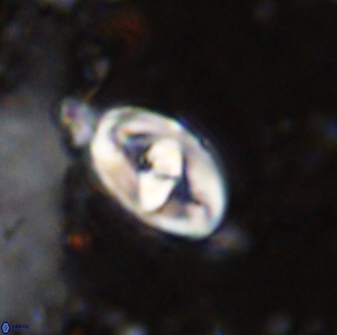 Zeugrhabdotus cooperi 33191