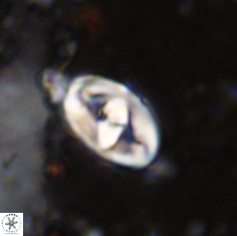 Zeugrhabdotus cooperi 33191