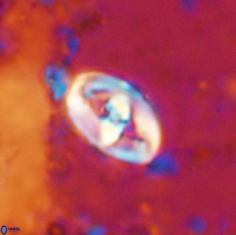 Zeugrhabdotus cooperi 33192