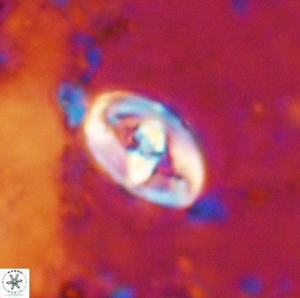 Zeugrhabdotus cooperi 33192