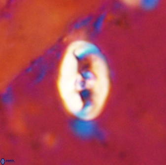 Zeugrhabdotus cooperi 33193