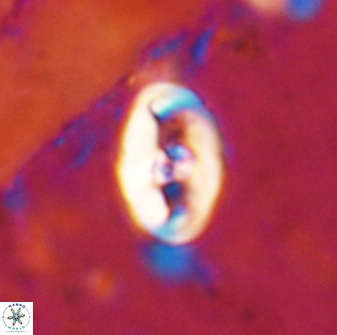 Zeugrhabdotus cooperi 33193