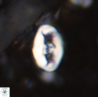 Zeugrhabdotus cooperi 33194
