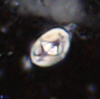 Zeugrhabdotus cooperi 33195