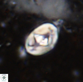 Zeugrhabdotus cooperi 33195