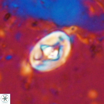 Zeugrhabdotus cooperi 33196