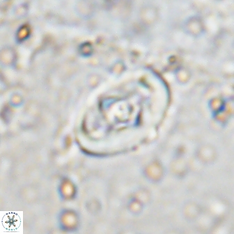 Zeugrhabdotus cooperi 33197