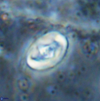 Zeugrhabdotus cooperi 33198