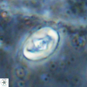 Zeugrhabdotus cooperi 33198