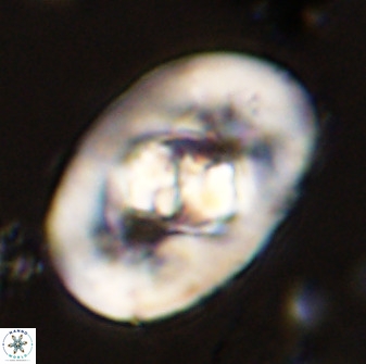 Zeugrhabdotus embergeri 48195
