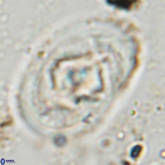 Zeugrhabdotus embergeri 48197