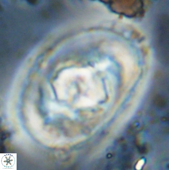 Zeugrhabdotus embergeri 48198