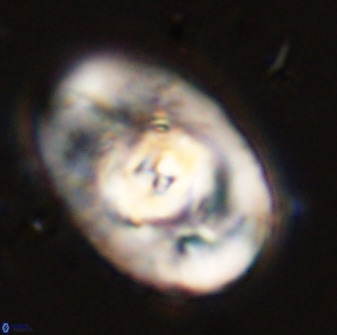 Zeugrhabdotus embergeri 48281