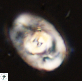 Zeugrhabdotus embergeri 48281