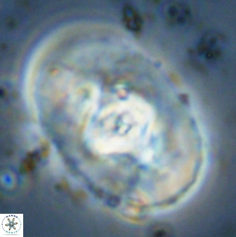 Zeugrhabdotus embergeri 48283