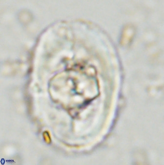Zeugrhabdotus embergeri 48288