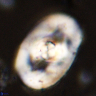 Zeugrhabdotus embergeri 48203