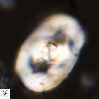 Zeugrhabdotus embergeri 48203