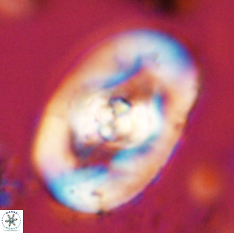 Zeugrhabdotus embergeri 48204