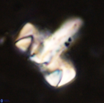 Zeugrhabdotus embergeri 48842