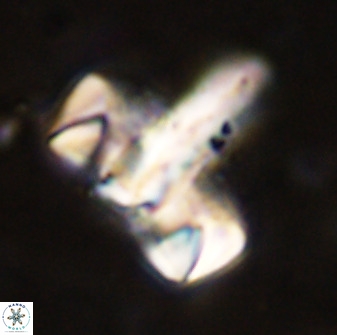 Zeugrhabdotus embergeri 48842