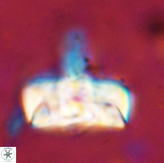 Zeugrhabdotus embergeri 48844