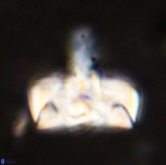 Zeugrhabdotus embergeri 48845