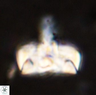 Zeugrhabdotus embergeri 48845