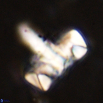 Zeugrhabdotus embergeri 48846
