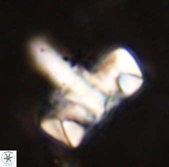 Zeugrhabdotus embergeri 48846