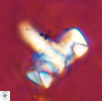 Zeugrhabdotus embergeri 48847