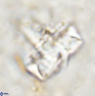 Zeugrhabdotus embergeri 48849