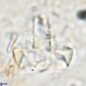 Zeugrhabdotus embergeri 48850