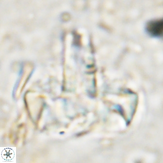 Zeugrhabdotus embergeri 48850