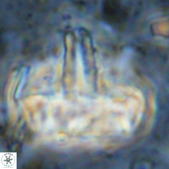 Zeugrhabdotus embergeri 48851
