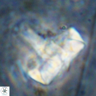 Zeugrhabdotus embergeri 48852