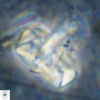 Zeugrhabdotus embergeri 48853