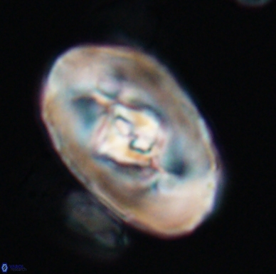 Zeugrhabdotus embergeri 11521