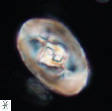 Zeugrhabdotus embergeri 11521