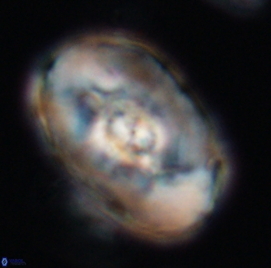 Zeugrhabdotus embergeri 11524