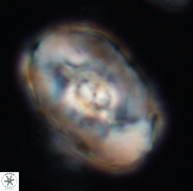 Zeugrhabdotus embergeri 11524