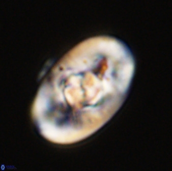 Zeugrhabdotus embergeri 39288