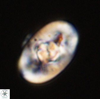 Zeugrhabdotus embergeri 39288