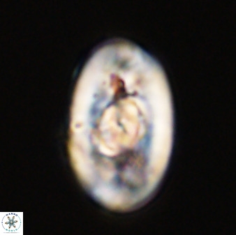 Zeugrhabdotus embergeri 39291